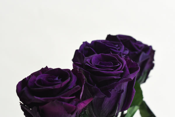 CHARMING PURPLE STEM ROSE