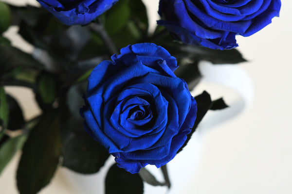 CLASSY NAVY BLUE STEM ROSE