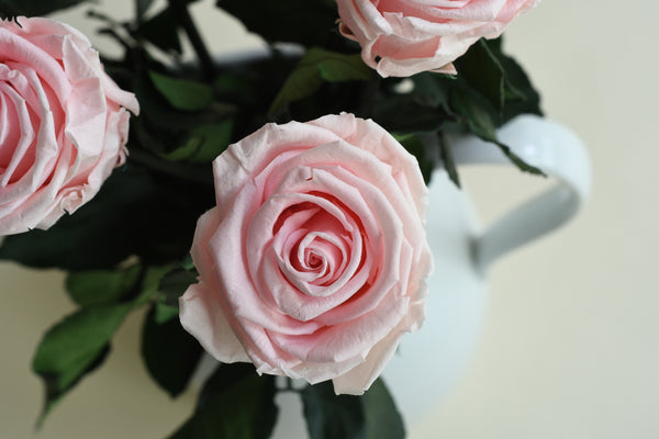 DELICATE PINK STEM ROSE