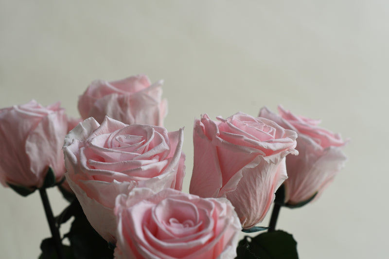 DELICATE PINK STEM ROSE