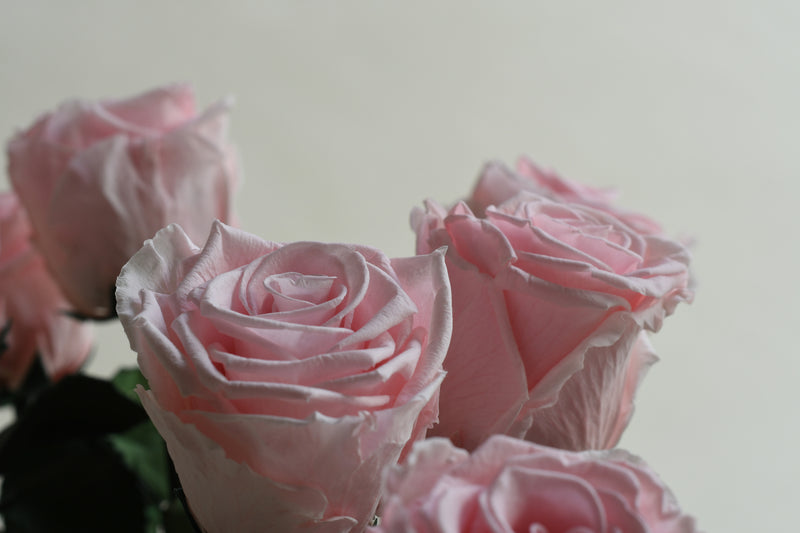 DELICATE PINK STEM ROSE