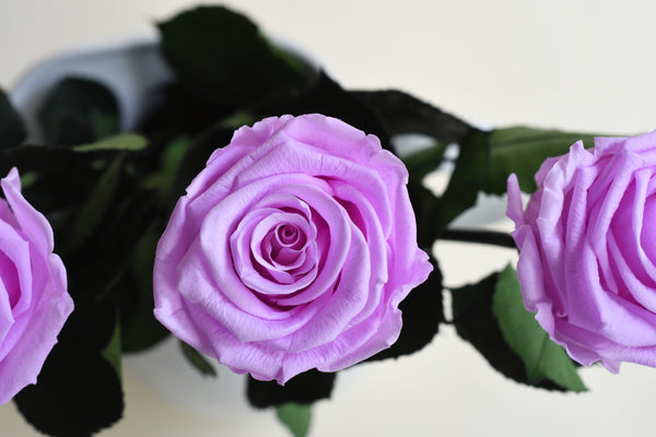 NOBEL LILAC STEM ROSE