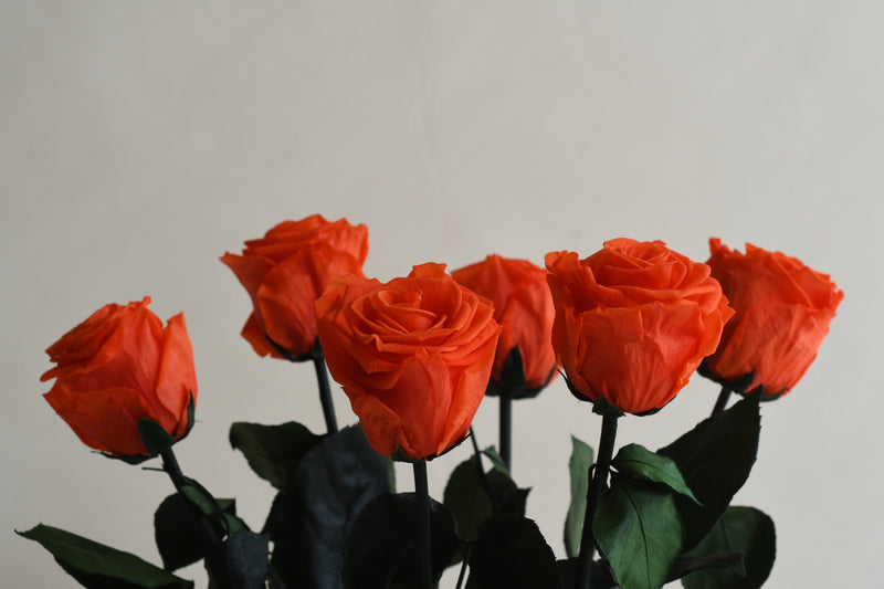 ORANGE STEM ROSE