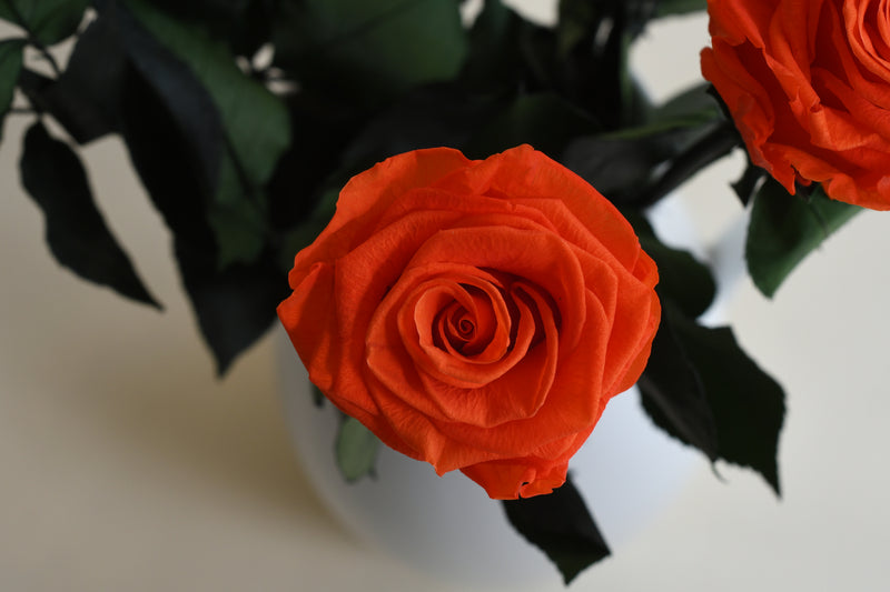 ORANGE STEM ROSE