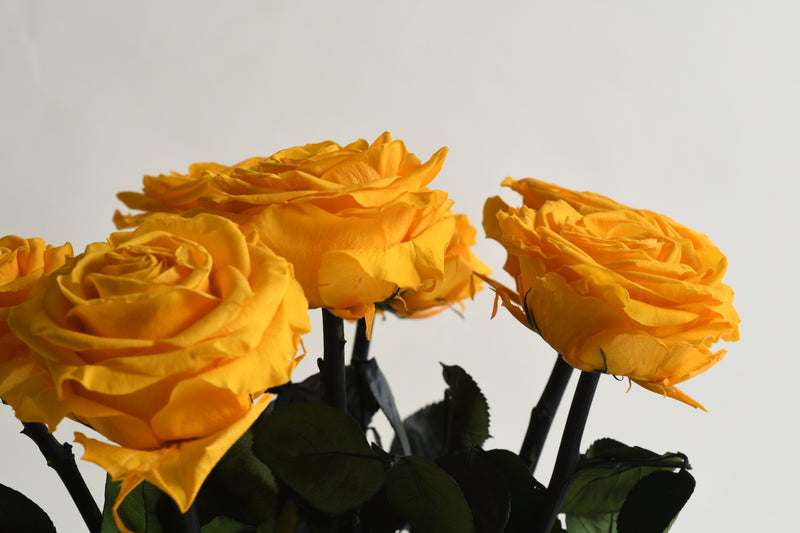 PREMIUM BRIGHT YELLOW STEM ROSE