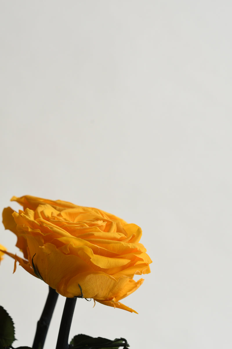 PREMIUM BRIGHT YELLOW STEM ROSE