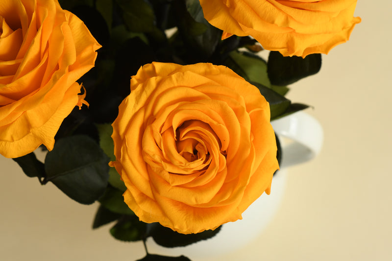 PREMIUM BRIGHT YELLOW STEM ROSE