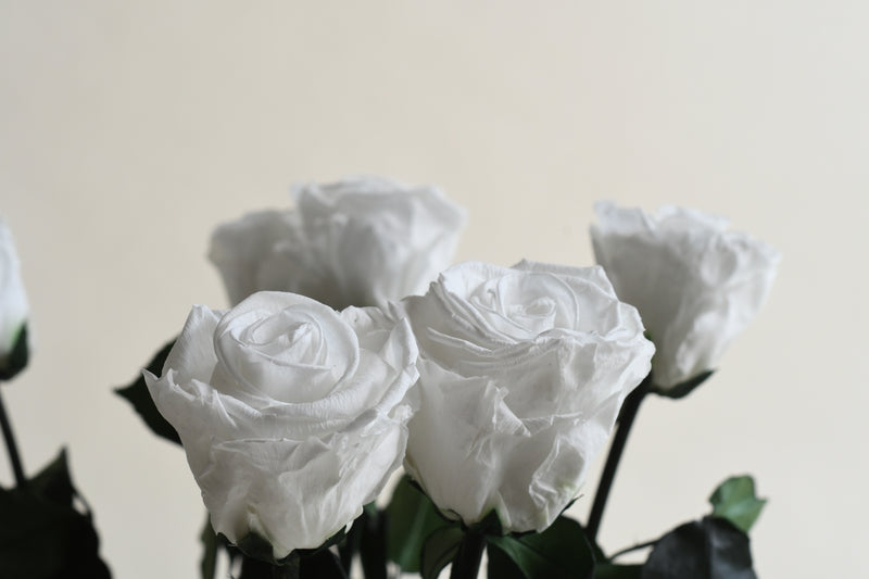 WHITE STEM ROSE