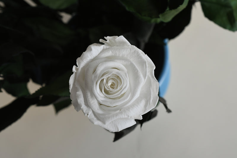 WHITE STEM ROSE